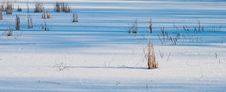 Frozen Reeds Royalty Free Stock Photo Frozen Reeds Royalty Free Stock Photo