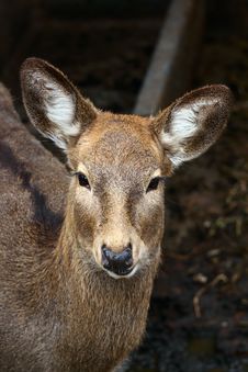 Sika Deer Stock Photo