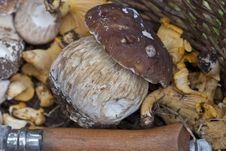 Mushrooms Basket, Italy Stock Photography Mushrooms Basket, Italy Stock Photography