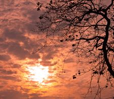 Sunset Behind A Tree Stock Photography