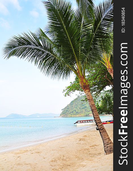 Inclined coconut on the beach