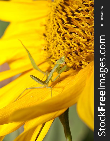 Green adult grasshopper on the sun flower