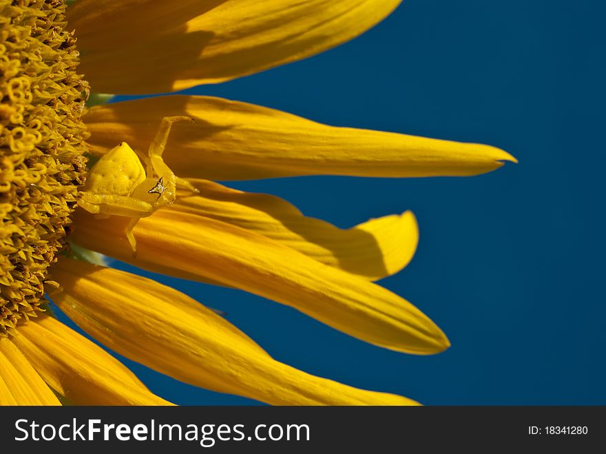 Strange yellow spider on the sun flower in dark blue sky