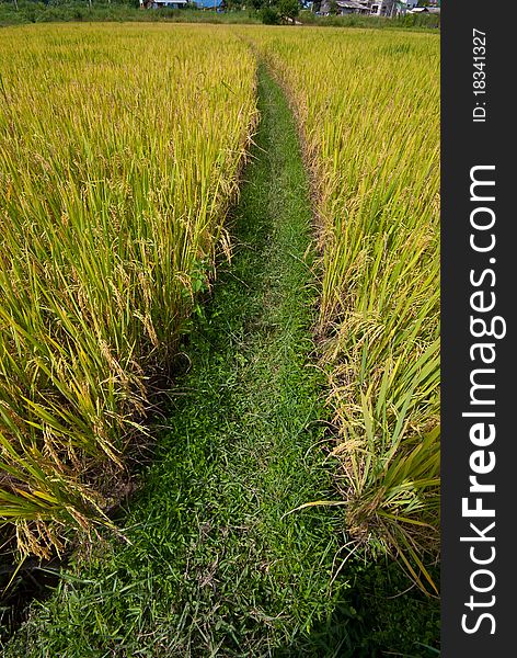Rice field with nice sky grass pathway