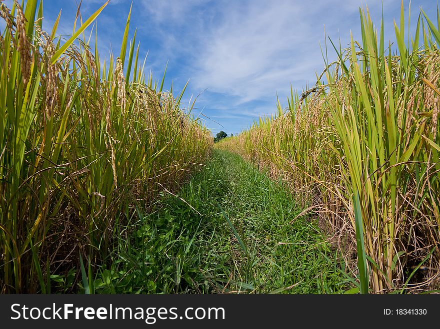 Rice field with nice sky grass pathway