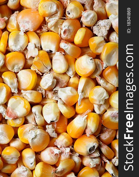 Macro shot of dry corn seeds.