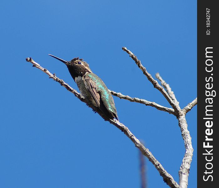 Hummingbird on branch, blue sky, bright sunshine, wings have a shiny green, black chinned hummingbird