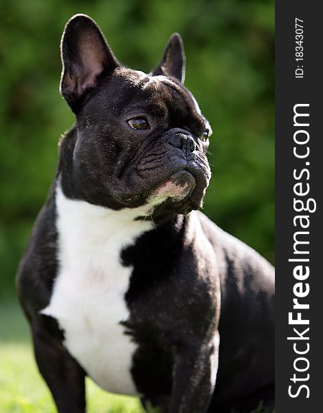 Portrait of a young brown French bulldog sitting. Portrait of a young brown French bulldog sitting