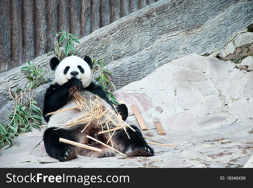 Feeding time. Giant panda eating bamboo at Changmai Zoo Thailand.