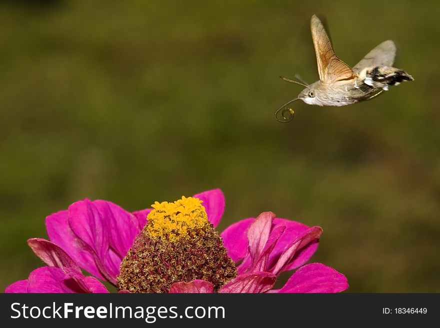Hummingbird Hawkmoth in flight during feeding on flowers. Hummingbird Hawkmoth in flight during feeding on flowers