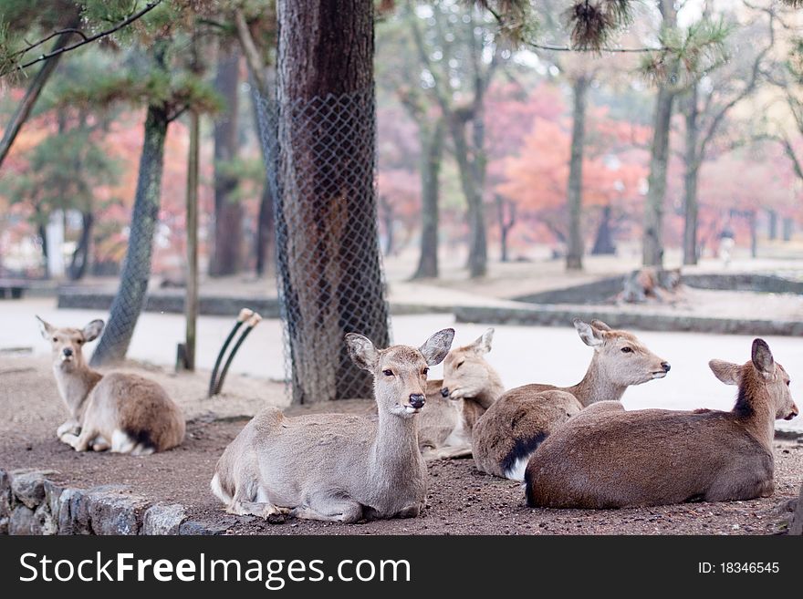 A lying deers in a Japanese autumn park