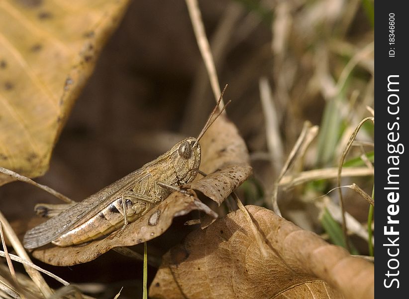 Side view of Lesser Marsh grasshopper on brown leaf