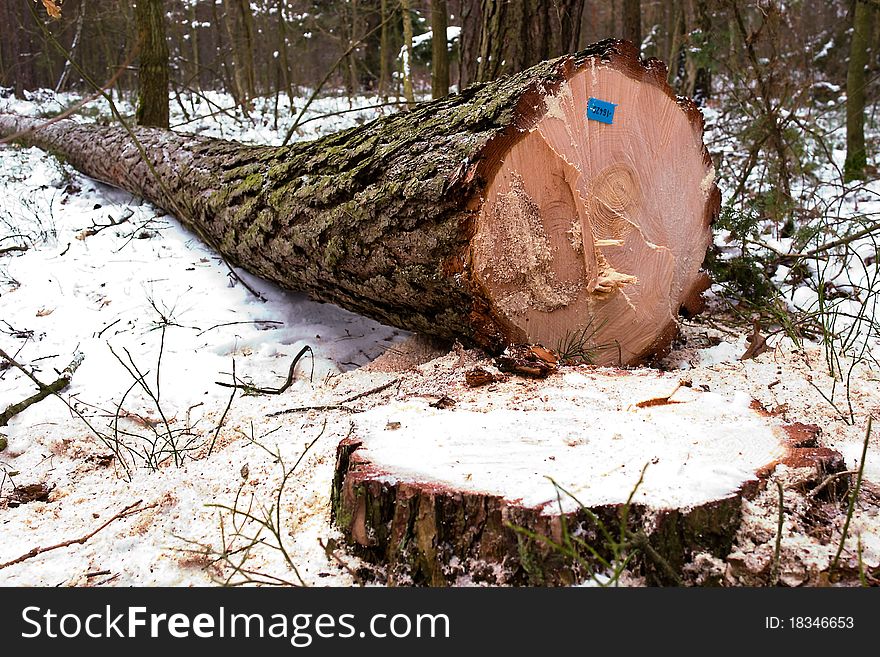 Old big tree on color background with white snow