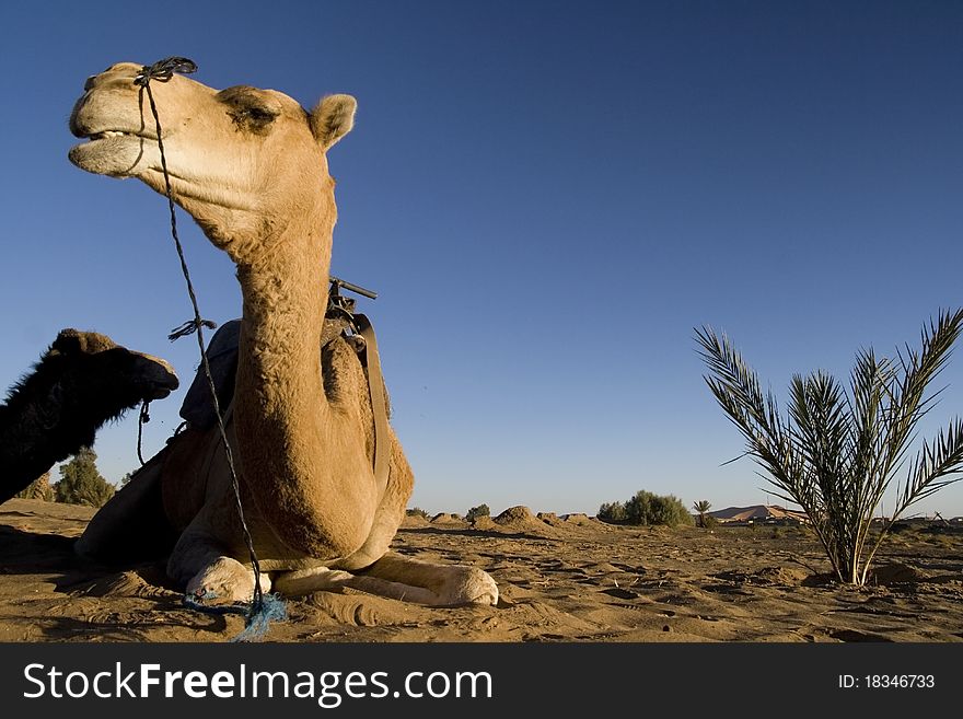 Camel in a desert caravan. Camel in a desert caravan