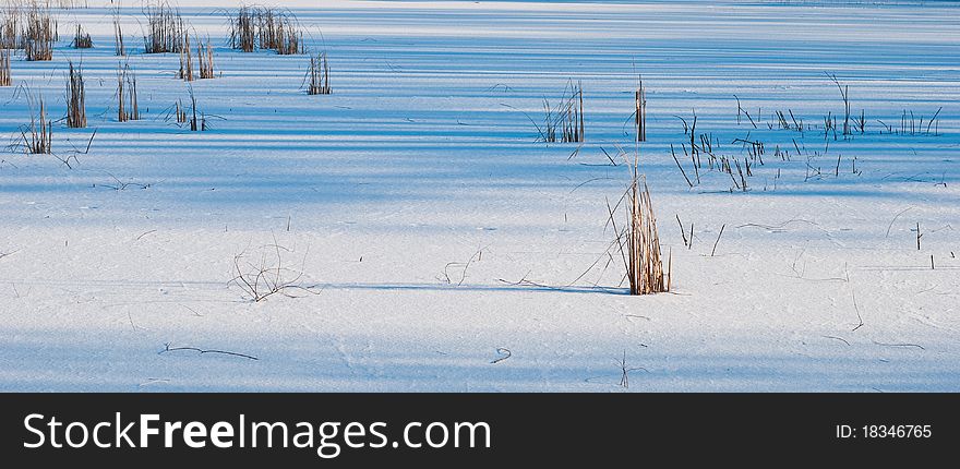 Dry up reeds at frozen lake surface. Dry up reeds at frozen lake surface