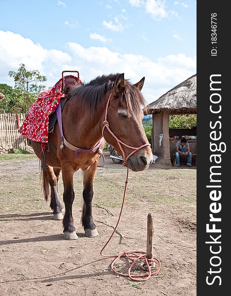 Horse is waiting for customer