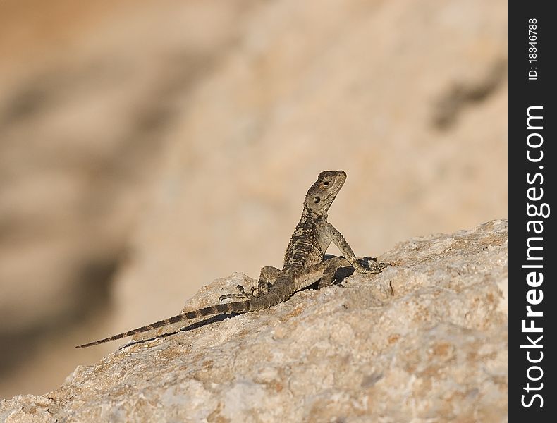 Lizard on rock on summers day. Lizard on rock on summers day