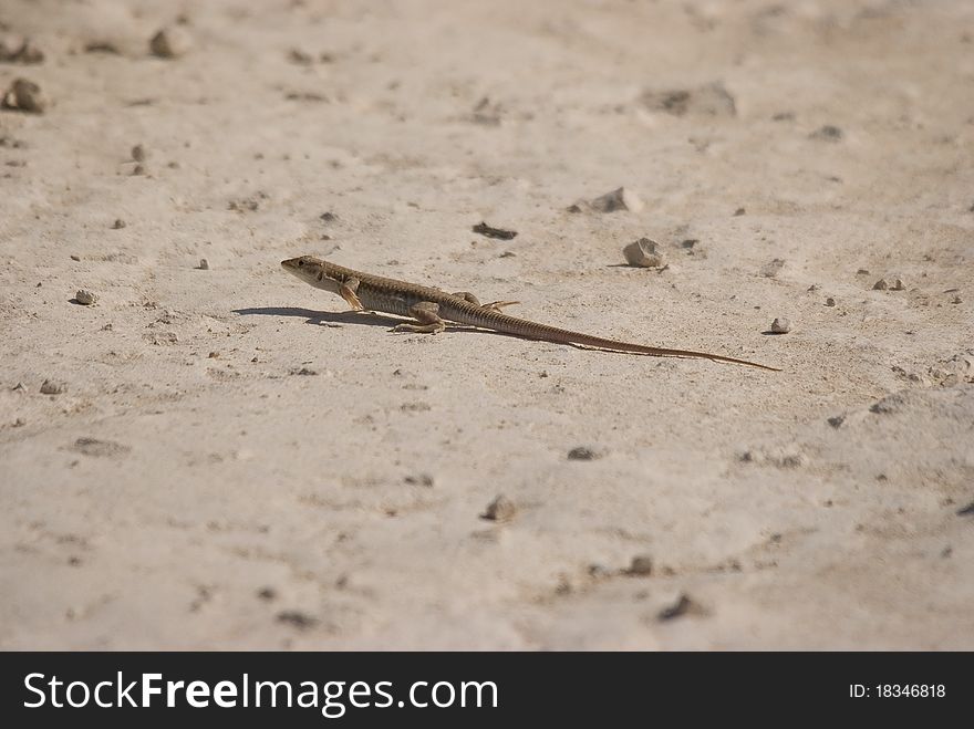 Lizard on the sandy rocky ground. Lizard on the sandy rocky ground