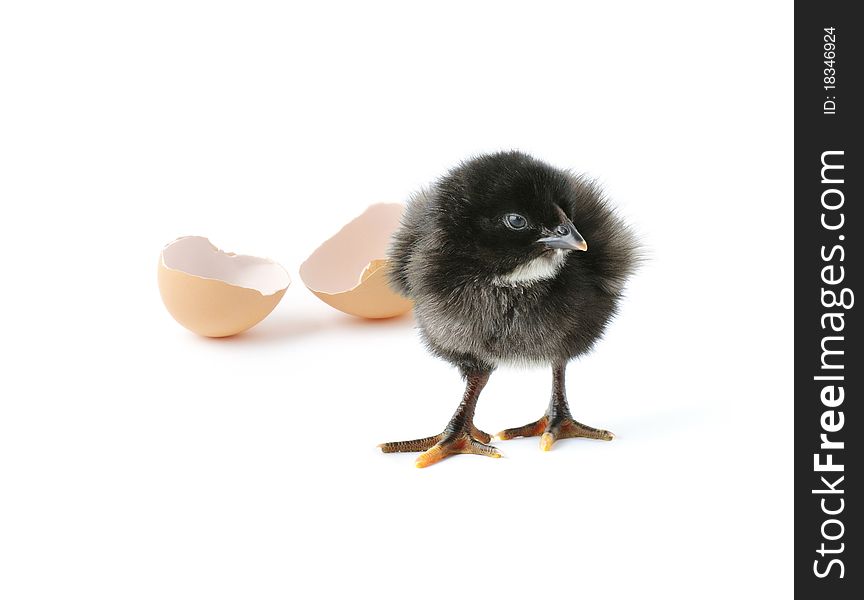 Cute newborn baby chicken and the egg-shell isolated on white background. Cute newborn baby chicken and the egg-shell isolated on white background