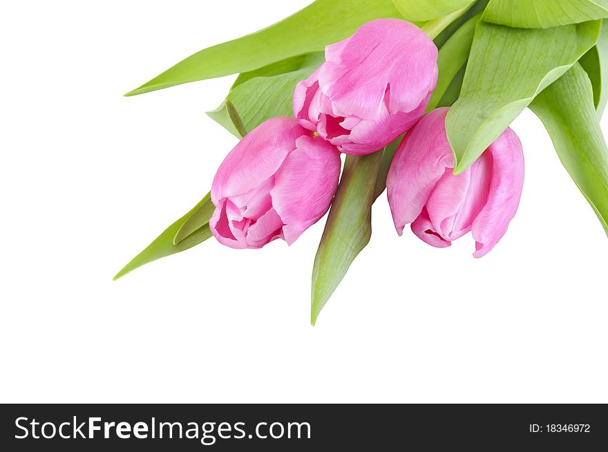 Fresh spring tulip flowers isolated in white background with clipping path. Fresh spring tulip flowers isolated in white background with clipping path