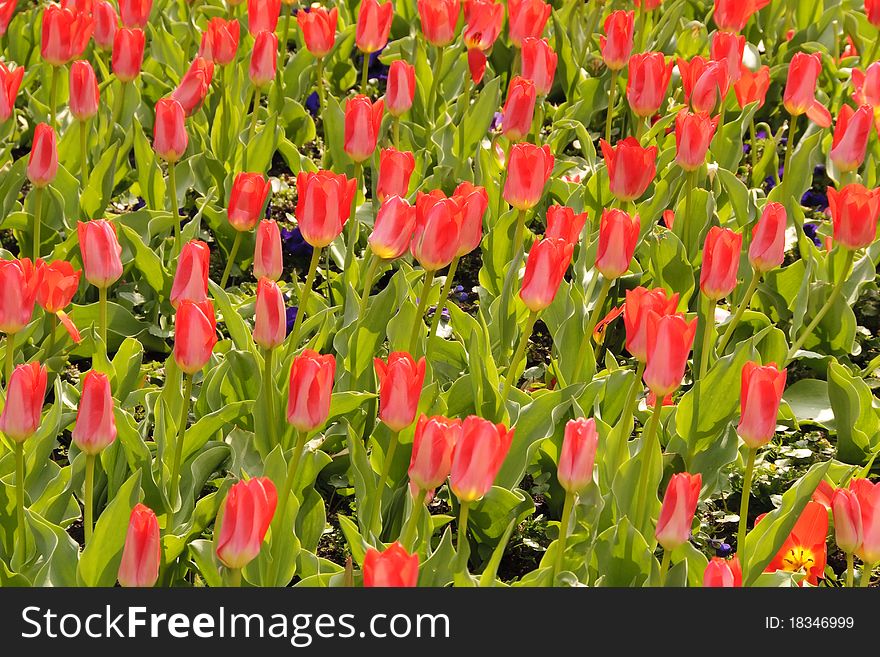 Beautiful spring tulips in the flowerbed. Beautiful spring tulips in the flowerbed