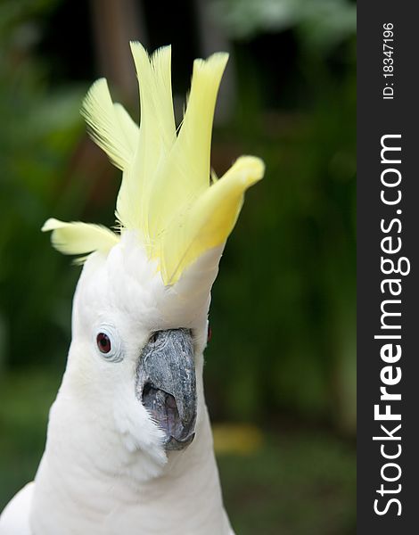 Image of a large white tropical parrot