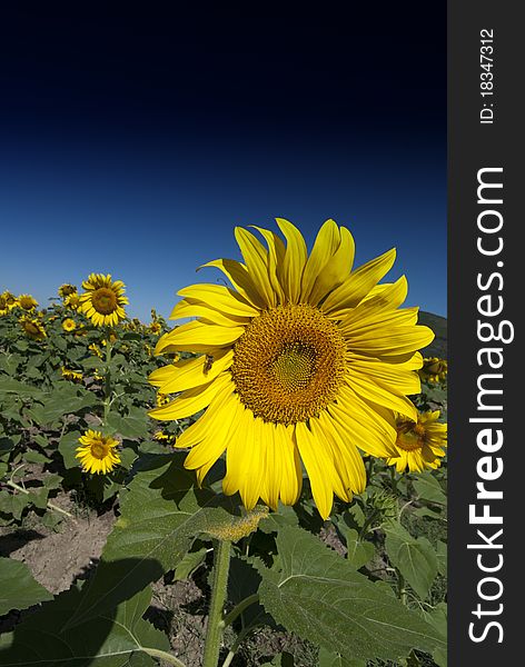 Sunflowers Meadow In Tuscany