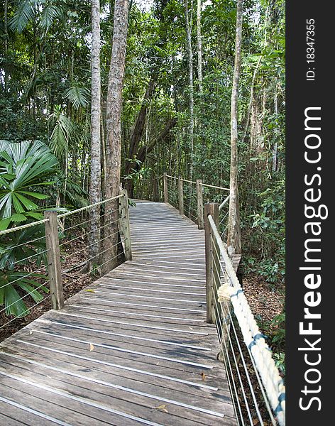 Rain Forest On The Road To Kuranda