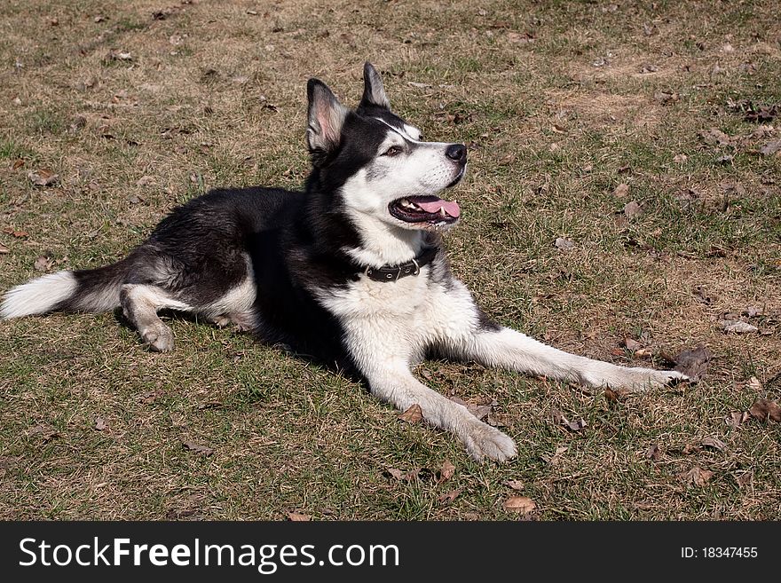 A lying black and white husky in the park. A lying black and white husky in the park