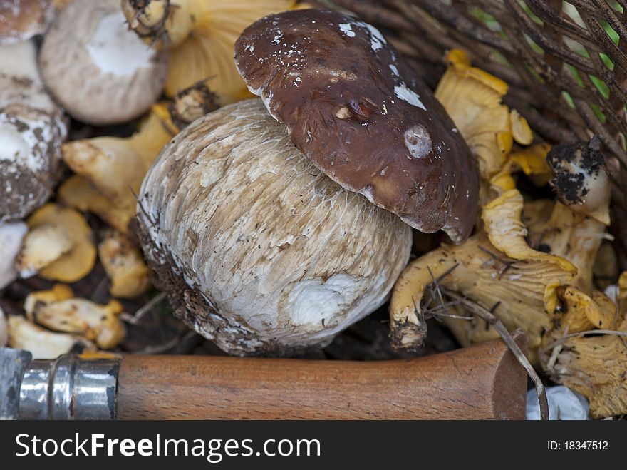 Basket of Mushrooms with Boletus and a Knife. Basket of Mushrooms with Boletus and a Knife