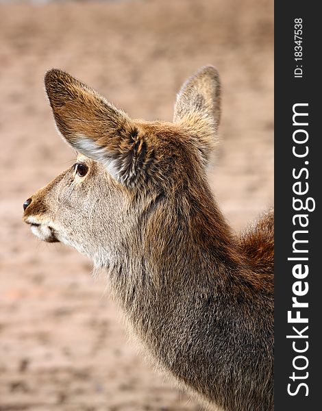 Sika deer in the zoo.