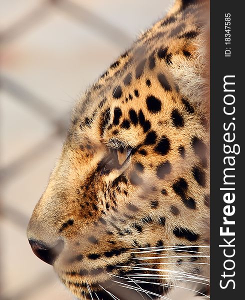 Close-up of eyes of leopards. Close-up of eyes of leopards.