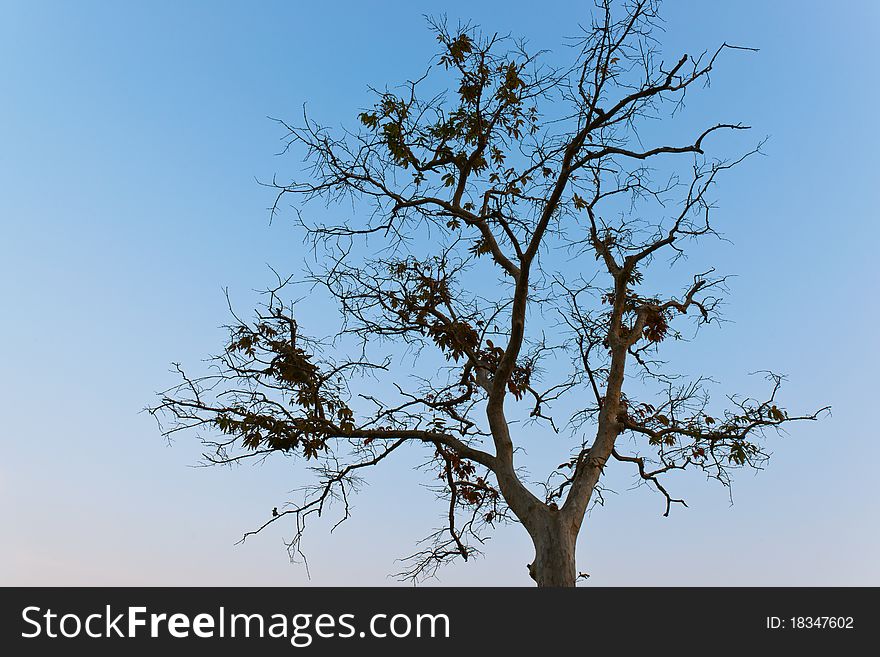 Branching Tree, A Tree Without Leaves.