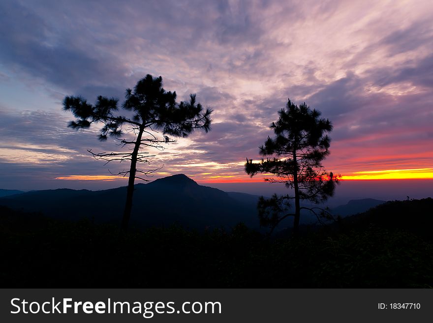 Pine Pinus kesiya trees on the hills mountains scenery landscape clouds morning sun blue sky trees dry twigs grass green silhouette morning sunrise. Pine Pinus kesiya trees on the hills mountains scenery landscape clouds morning sun blue sky trees dry twigs grass green silhouette morning sunrise