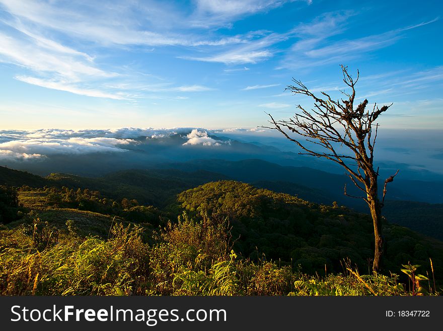Trees on the hills mountains scenery, landscape clouds morning sun sky blue trees, dry twigs grass green. Trees on the hills mountains scenery, landscape clouds morning sun sky blue trees, dry twigs grass green