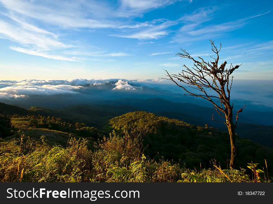 Trees on the hills,Landscape,Cloudscape