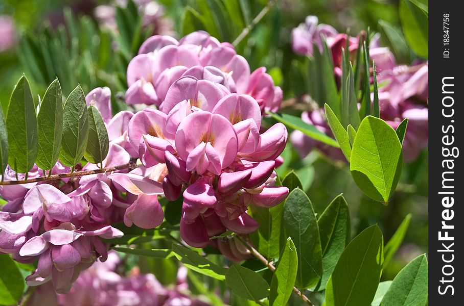 Hungarian Lilac