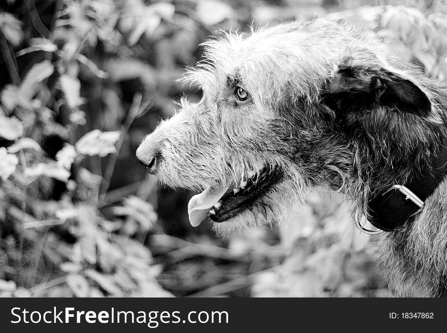 A black-and-white portrait of irish wolfhound in a summer park