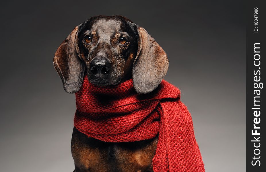 Close-up portrait of cute black and brown dachshund with red scarf