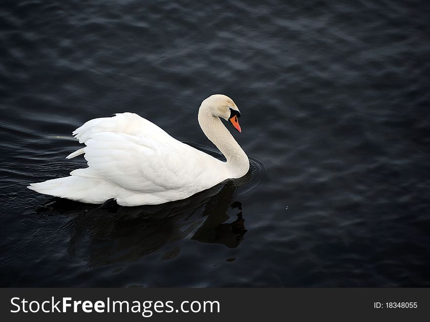 A beautiful swan on the black background!