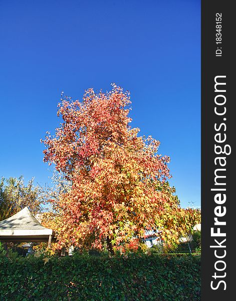 Colors Of Fall In Lucca, Tuscany