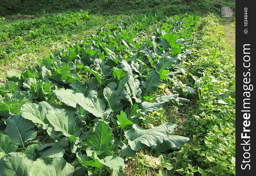 View of plantation of cabbage vegetables that is ready for harvest in a farm in Taiwan. View of plantation of cabbage vegetables that is ready for harvest in a farm in Taiwan.