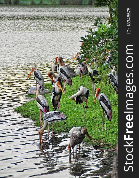 Photo of painted storks at Putrajaya Wetland Lake Malaysia