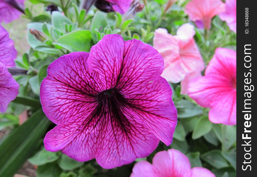 Closeup of a very beautiful purple flower in the garden. Closeup of a very beautiful purple flower in the garden