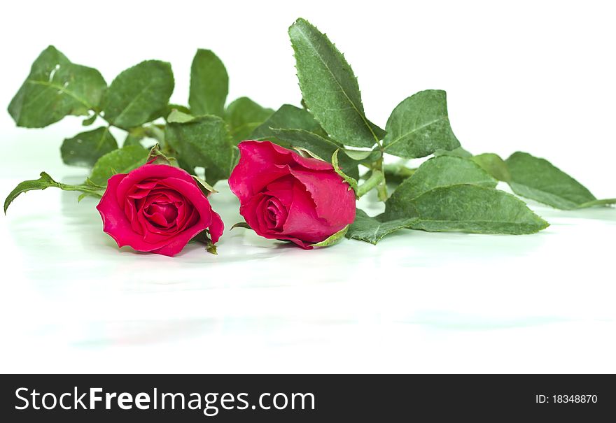 Red roses to those we love and we want them to love us too. Red roses to those we love and we want them to love us too.