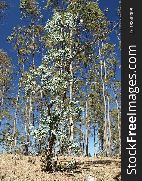 Scenic view of wood of Eucalyptus trees with blue sky background.