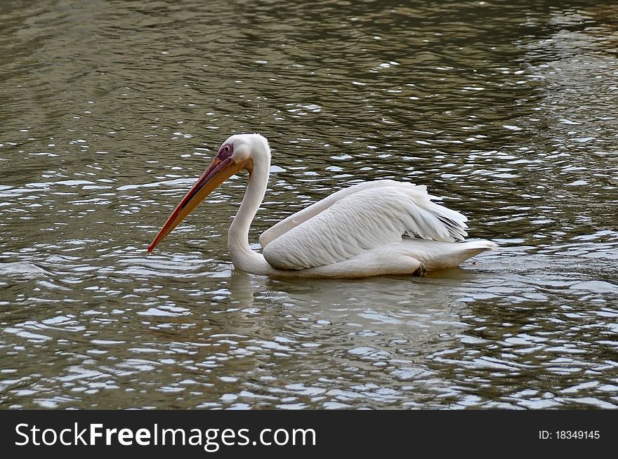Pelican at Putrajaya Wetland Lake Malaysia