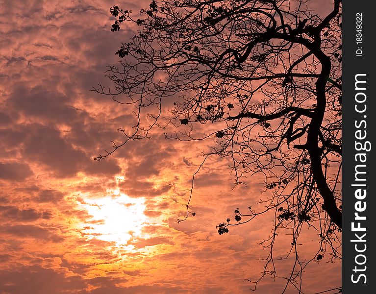 Sunset Behind A Tree