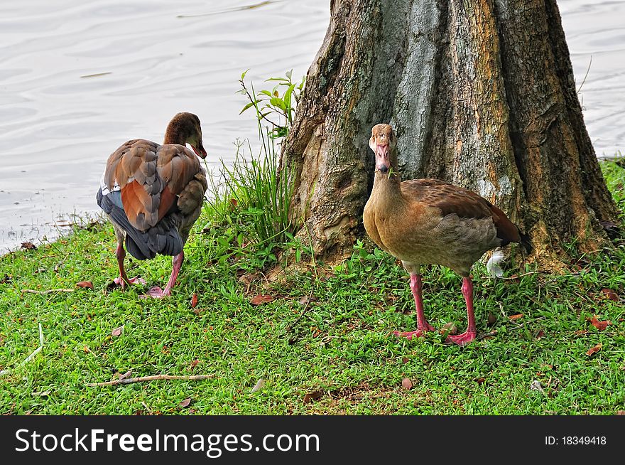 Photo of wild ducks at Putrajaya Wetland Malaysia