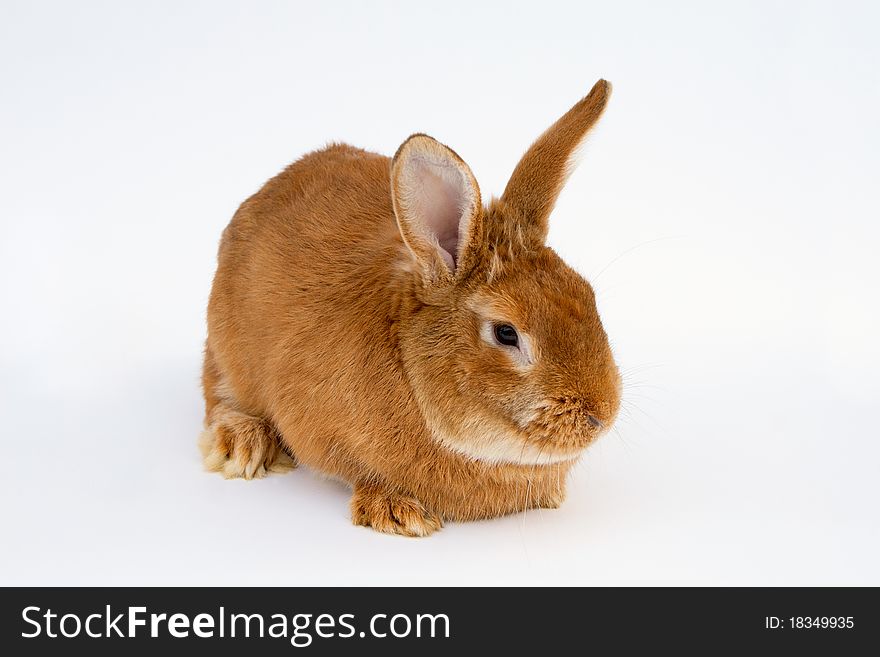 Redhair pet rabbit sitting on white background. Redhair pet rabbit sitting on white background